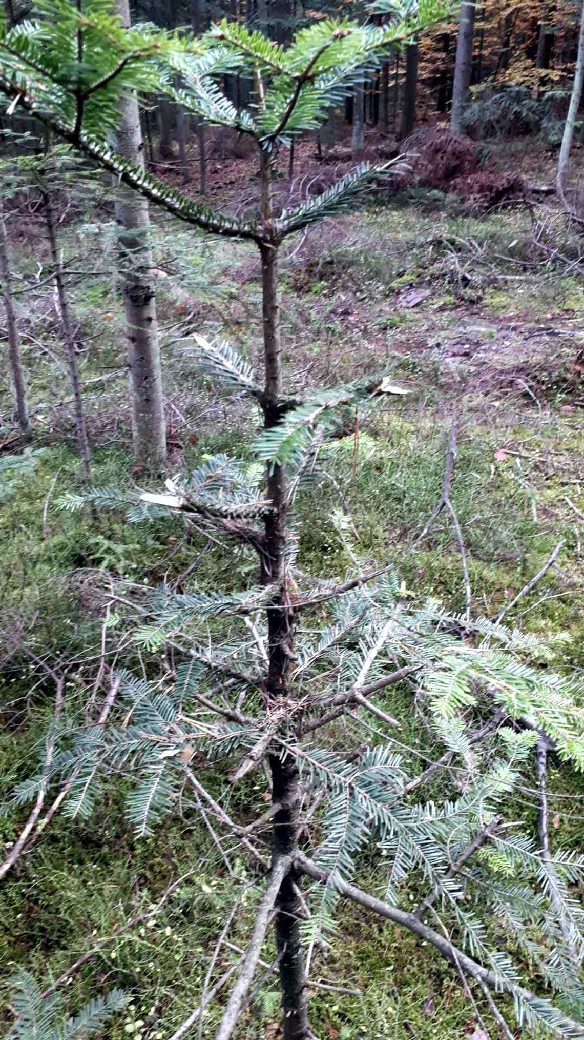 Trwa akcja „Stroisz” Trwa akcja „Stroisz”