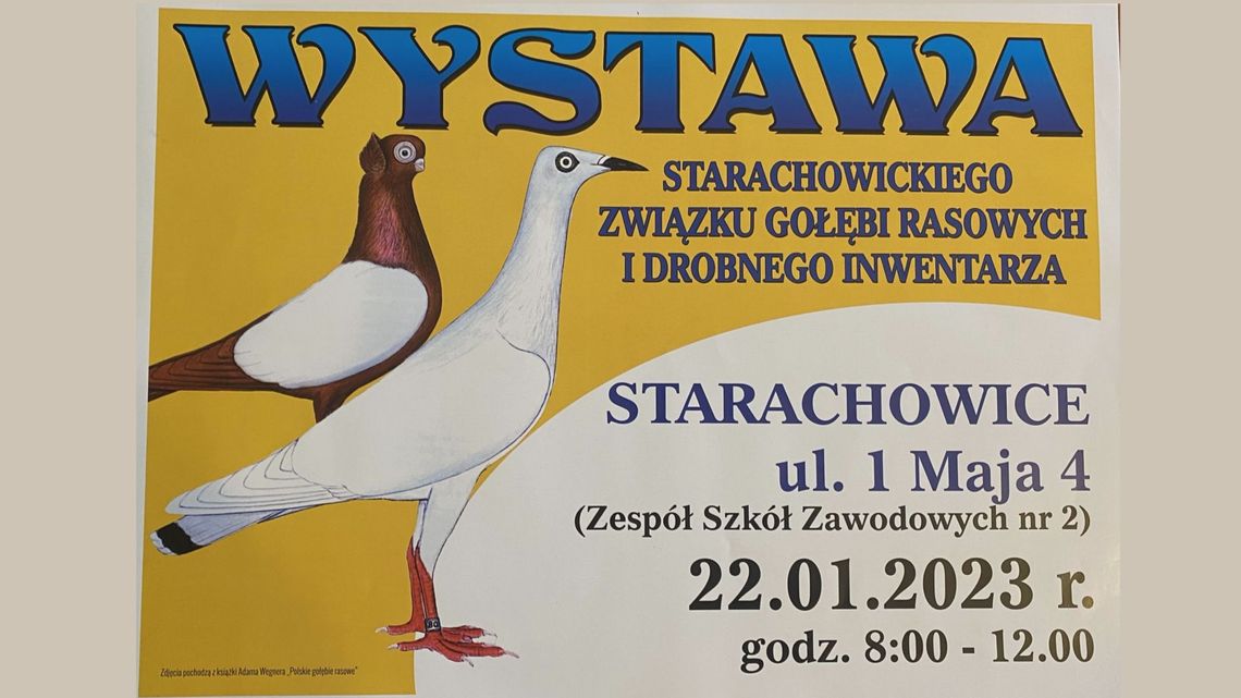 Wystawa gołębi Wystawa gołębi